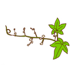 カナムグラ　Japanese hop